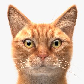 3D Cat Ginger v1 model